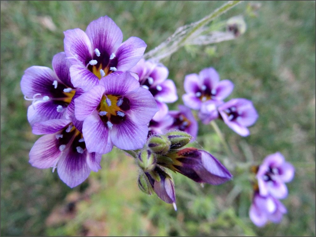 Gila Tricolor Bird’s Eye 1000 Seeds Free Shipping!