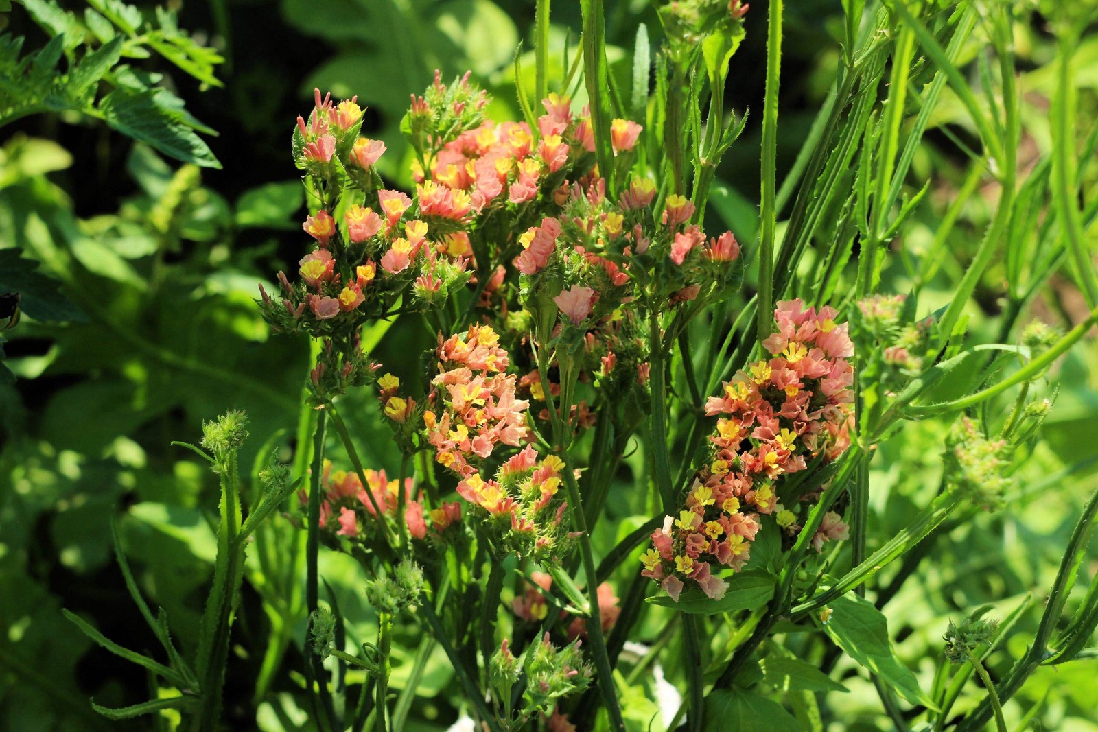 50 APRICOT BEAUTY STATICE Limonium Sinuatum Sea Lavender Flower Seeds