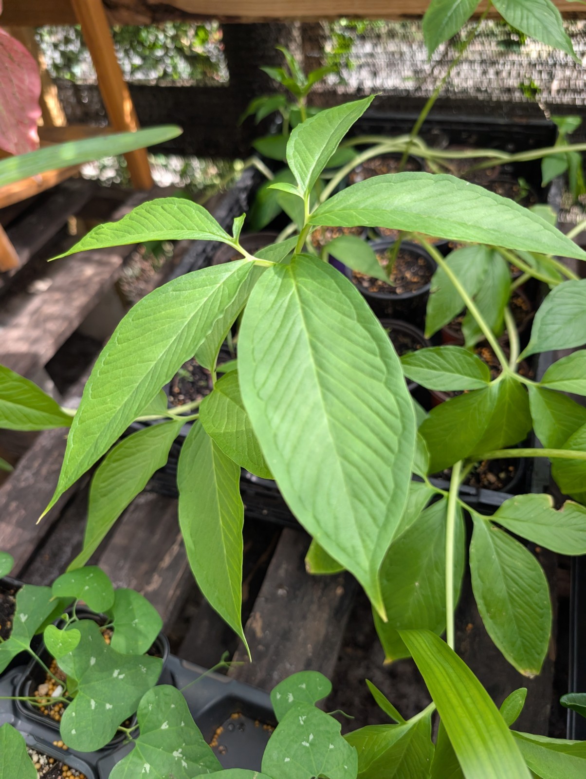 3 x Rooted VOODOO LILY Live Plants Sauromatum Venosum morphophallus arum Plant