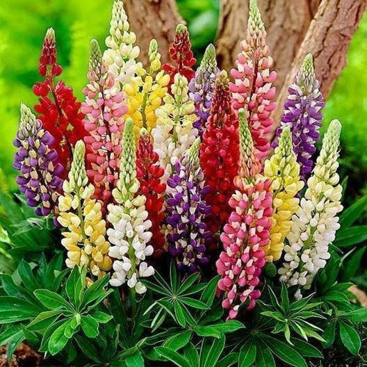 50+ Russell Lupine Mixed Colors Seeds ———– PERENNIAL