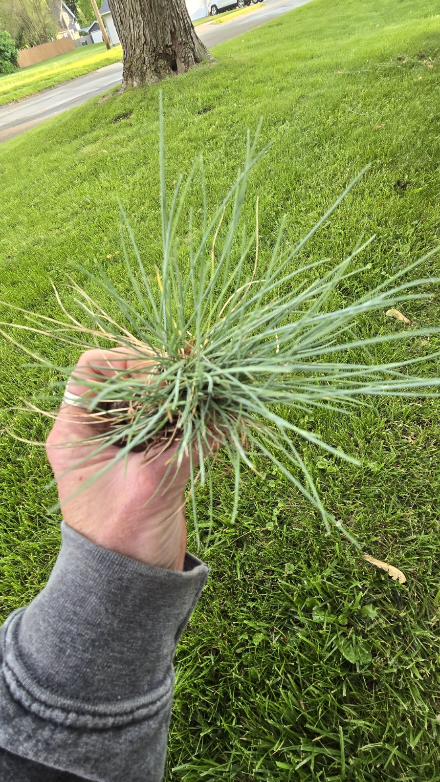 Blue Fescue ‘Elijah Blue’ Ornamental Grass Live Starter Plant Border Perennial