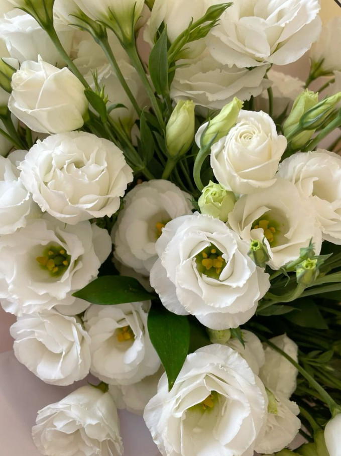 Lisianthus Arosa White III Live Plant Plug – 1–3″ Tall – Cut Flower Garden Plant