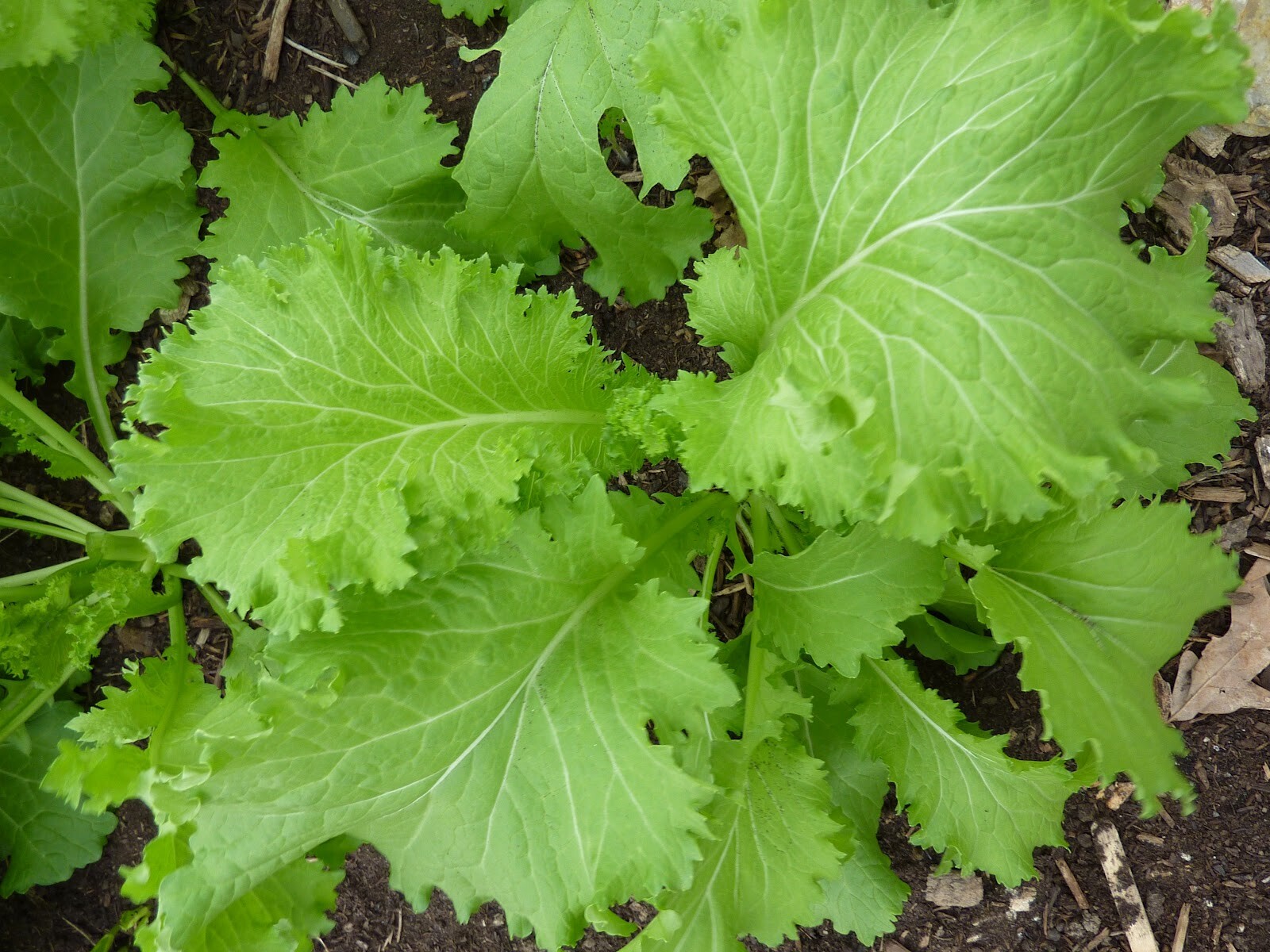 300+ So Giant Curled Mustard Seeds | Brassica | Fresh Garden Seeds USA Grown