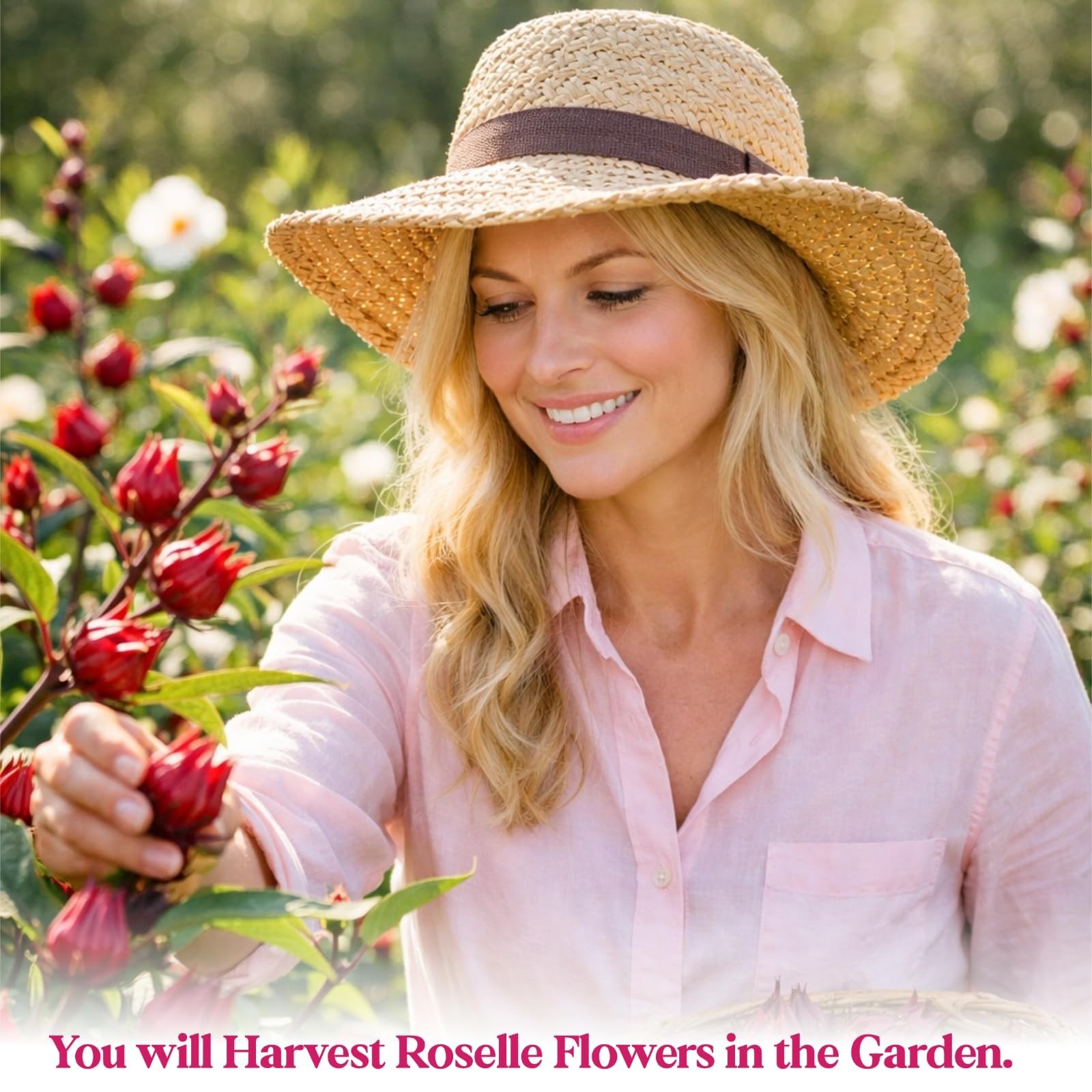300+ Roselle Seeds – Hibiscus Sabdariffa, Jamaican Sorrel, Red Cranberry Flower