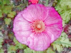 Papaver nudicale Champagne Bubbles Pink 1,000 seeds