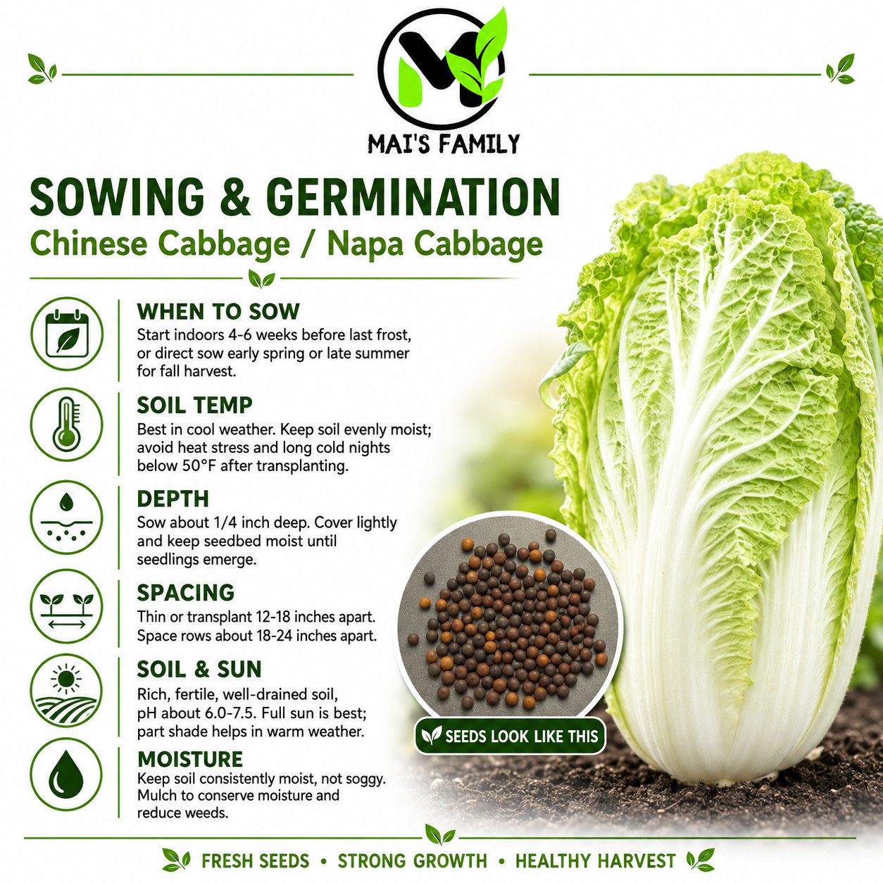 Chinese Michihili Napa Cabbage Seeds Heirloom Non-GMO Asian Vegetable