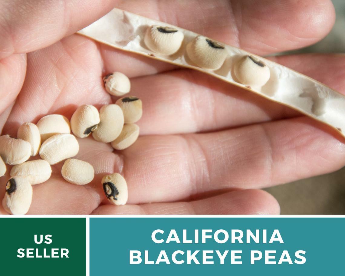 Peas, California Blackeye – Cowpeas – 100 Seeds – Heirloom – NonGMO