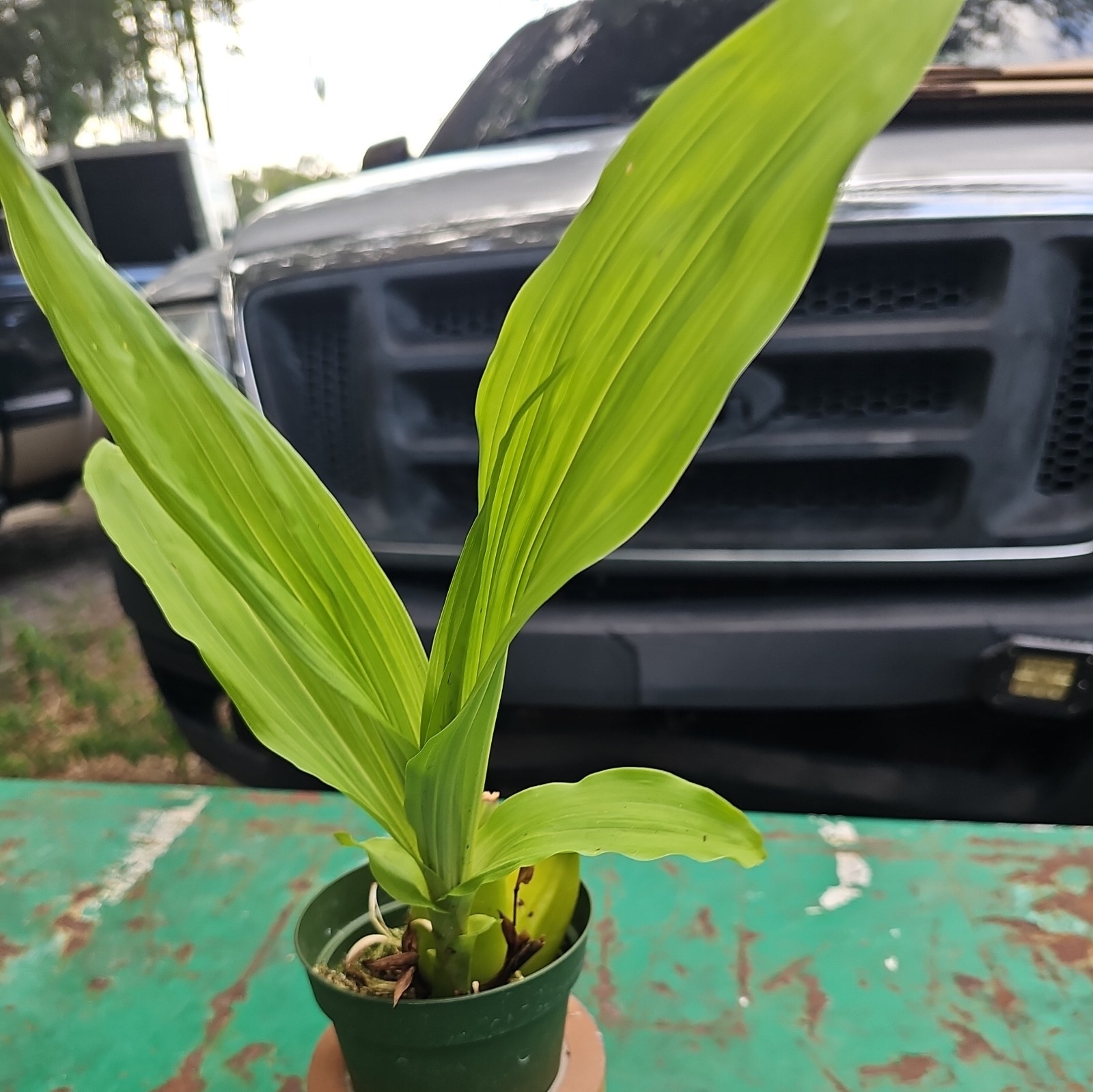 Lycaste.Goldenod- Compact Orchid In 4 Inch Pot