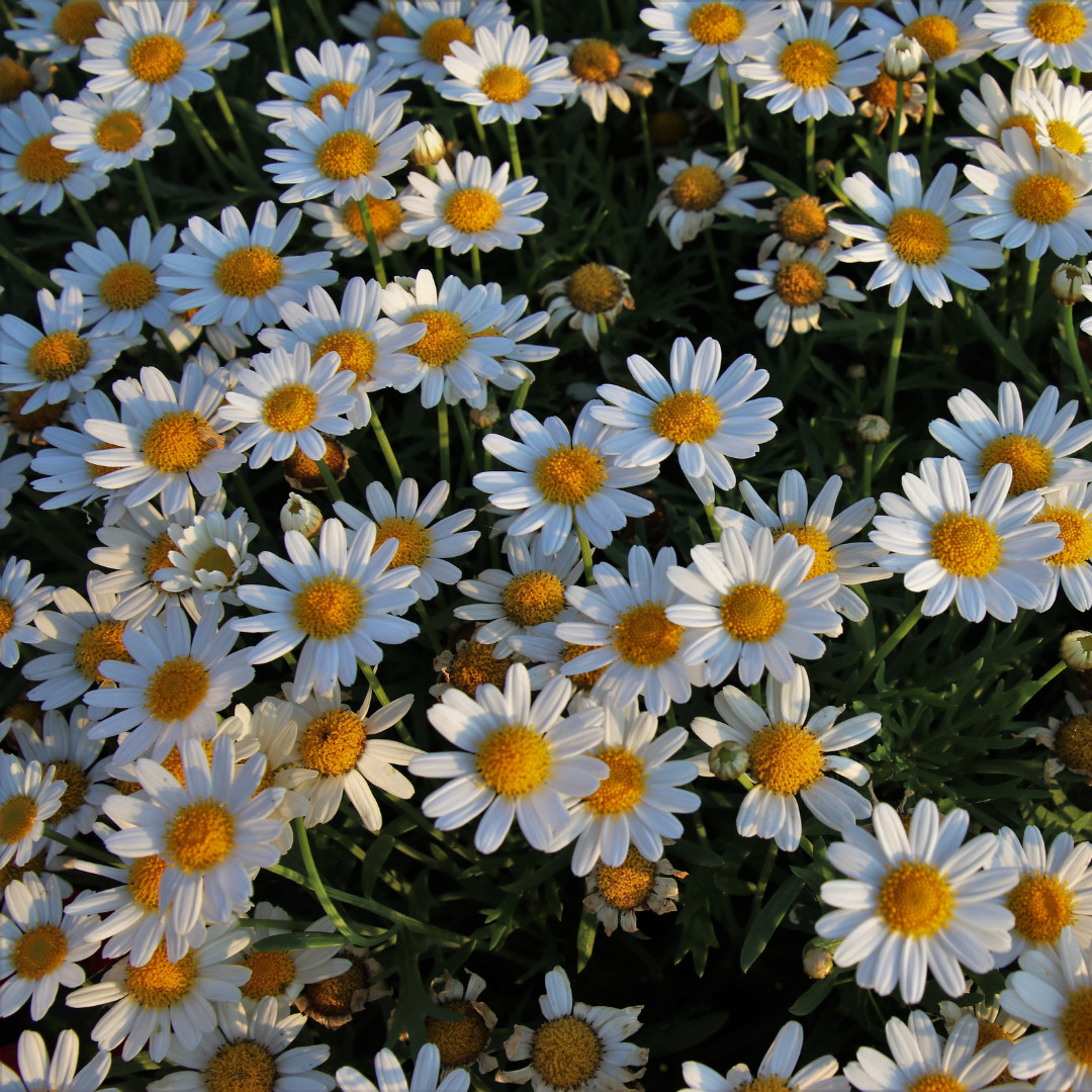 Fresh German Chamomile Seeds | Herbal Tea | Heirloom Non-GMO | Flower Seeds