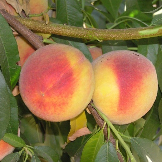 1 Elberta Peach tree well rooted new stock plant up to 2 ft tall