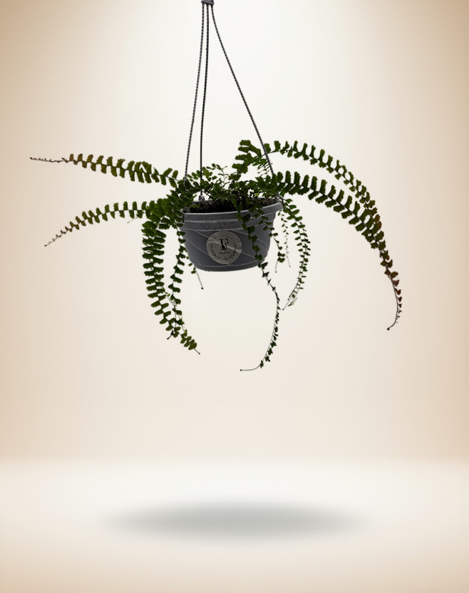 Maidenhair Fern Live Plant 5in Hanging Basket Adiantum Tropical Houseplant