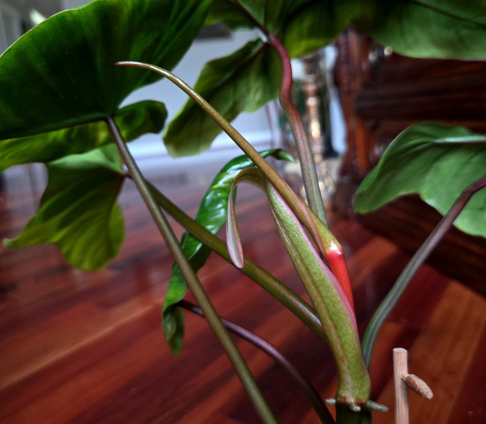 Rare Philodendron Minty GOG Florida Beauty X Radiatum 22″ Tall Not Monstera