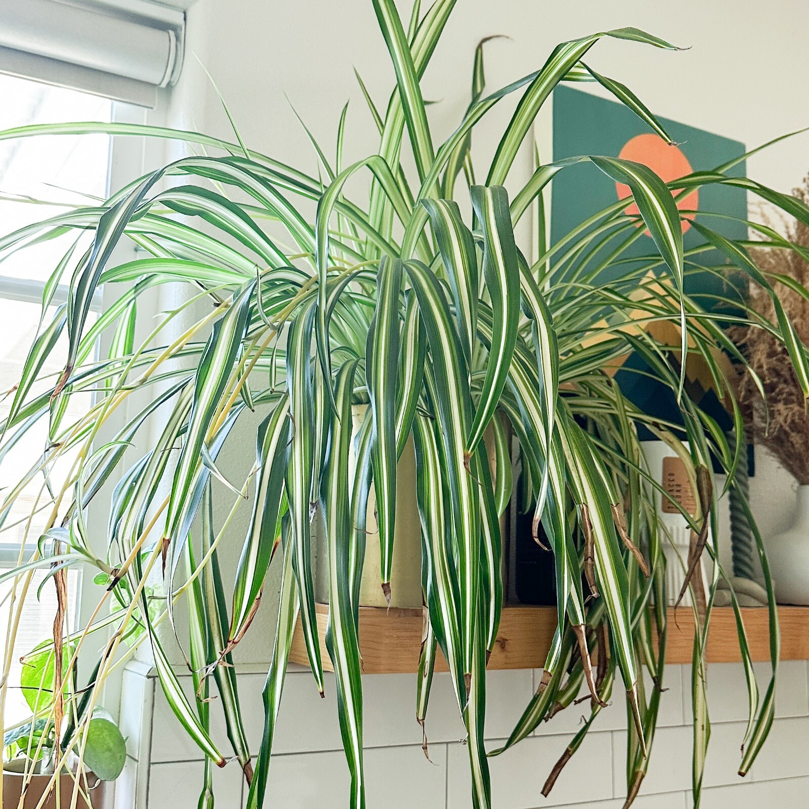 FULLY ROOTED Live Spider Plants ‘Chlorophytum comosum’ cuttings, Ready to plant