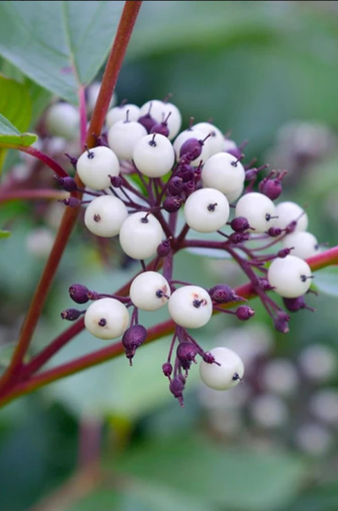 2 Live Red Twig Dogwood Plant – 6–12” Tall – 2.5” Pot – Deciduous Shrub