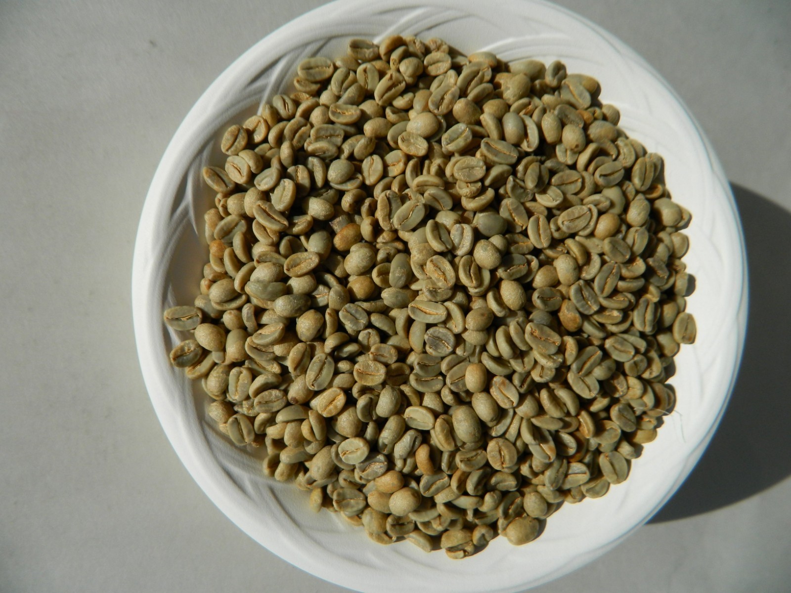 Oaxacan Cepco Mexican Coffee Bean Tree Seeds (25) / MEXICO / DELICIOUS/ RARE