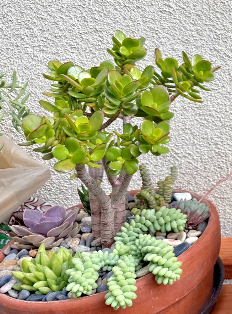1 Bonsai- Jade Succulent , Crassula Ovata- Money Tree plant, 12”-14” Tall