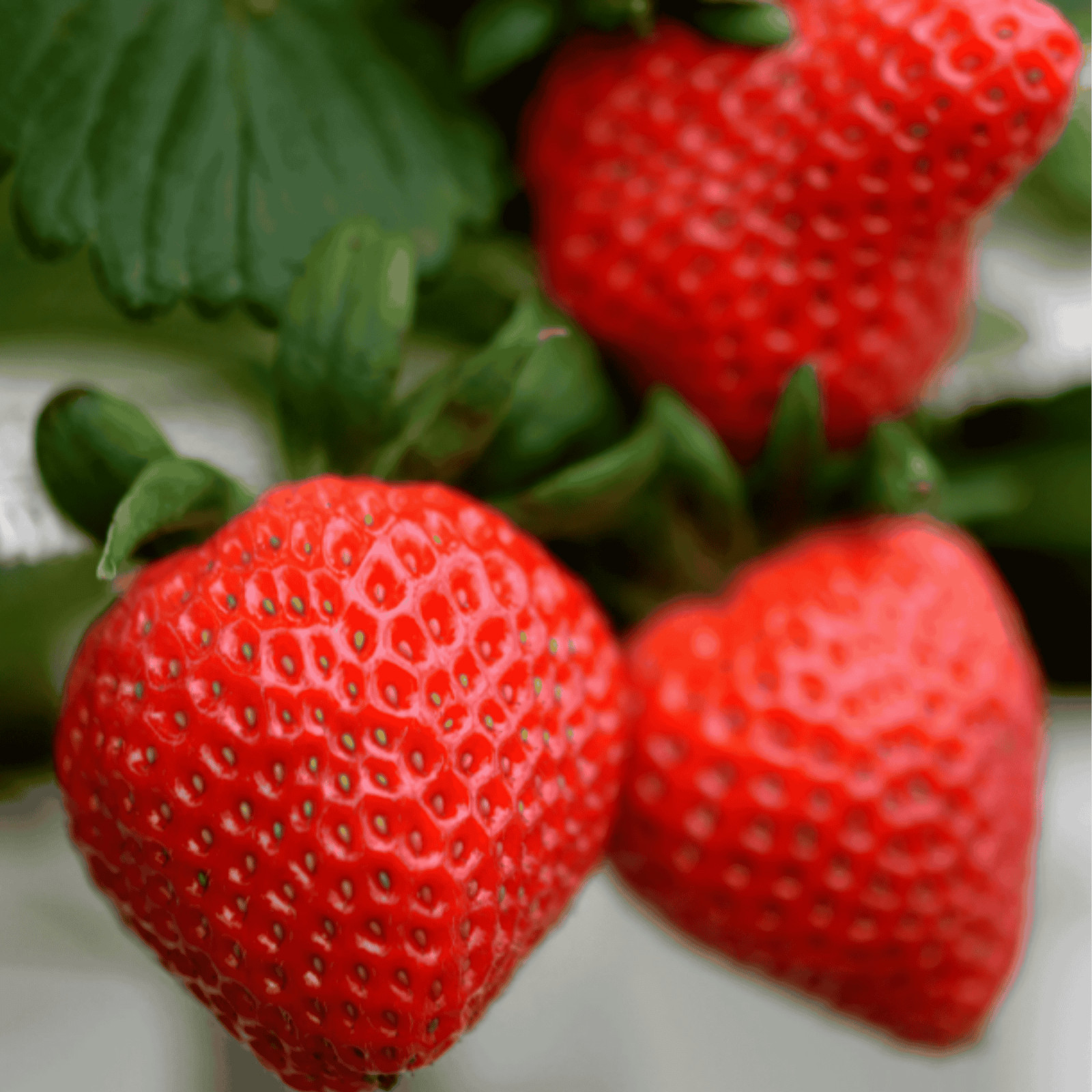 Flavorfest Strawberry Roots – Bare Root Plants | June-Bearing