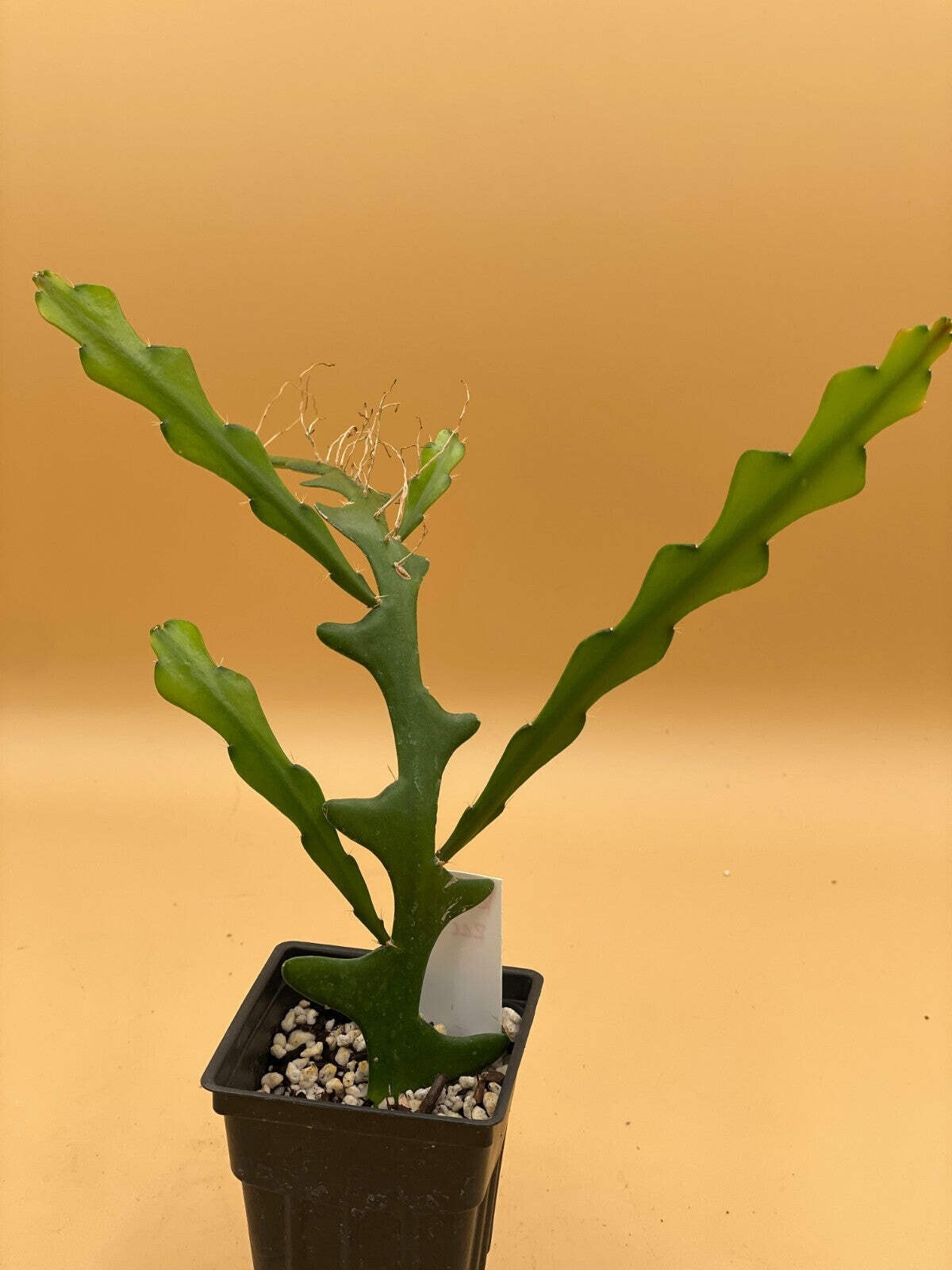 Ric-Rac Cactus – Selenicereus anthonyanus – Fully Rooted In 3″ Starter Pot