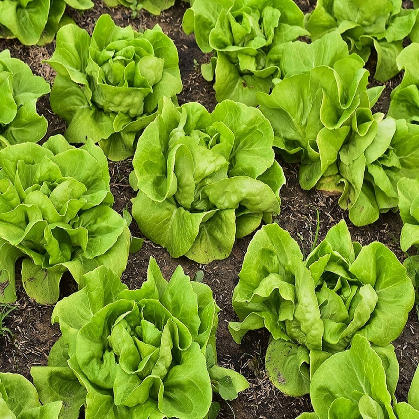 Buttercrunch Butterhead Lettuce Seeds, NON-GMO, FREE SHIP