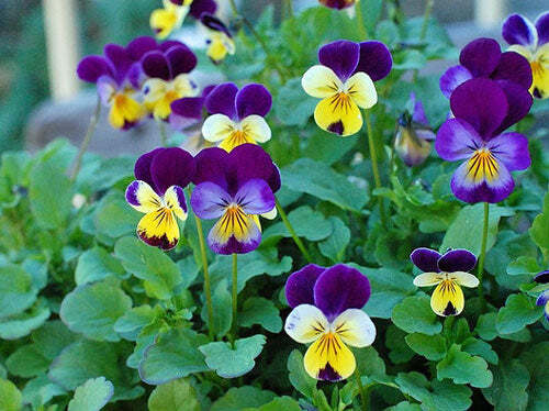 Viola cornuta | Johnny-Jump-Up | Violet-Yellow | 100 Seeds