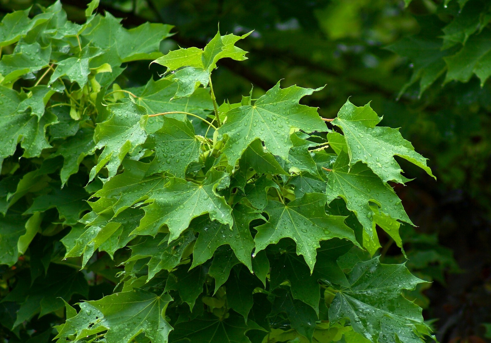 20 Norway Maple Tree seeds great fall foilage