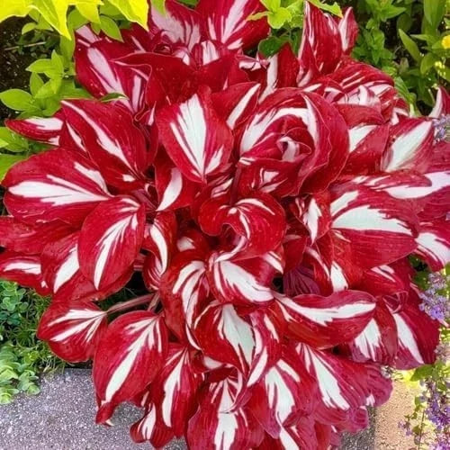 Hosta Seeds – 100 Rare White& Red Hosta with Blue Variations – Perennial Plants