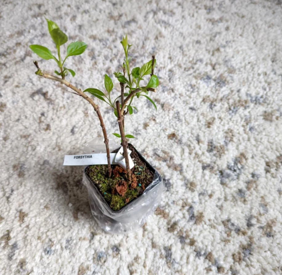 Lynwood Gold Forsythia Plant – 2.5″ Pot – AK: Bareroot Oct–May –No Ship PR, HI