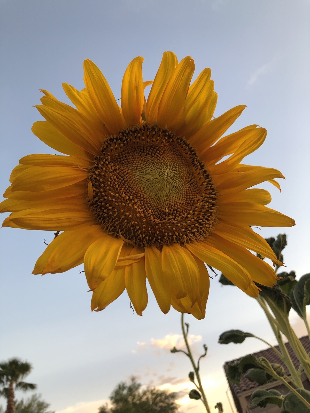100 Seeds MAMMOTH Grey Stripe Sunflower Non-GMO Heirloom Fresh US Garden SEEDS