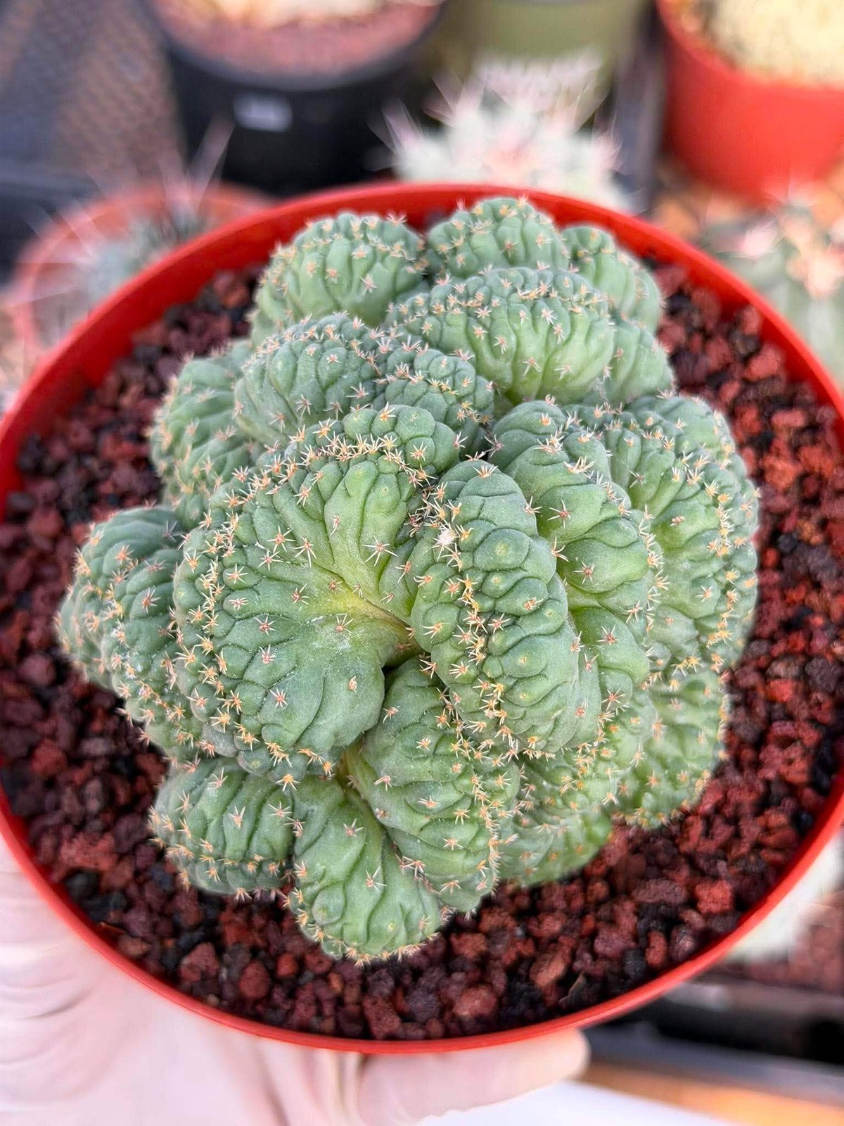Coryphantha elephantidens ‘Tanshi’ Cristata
