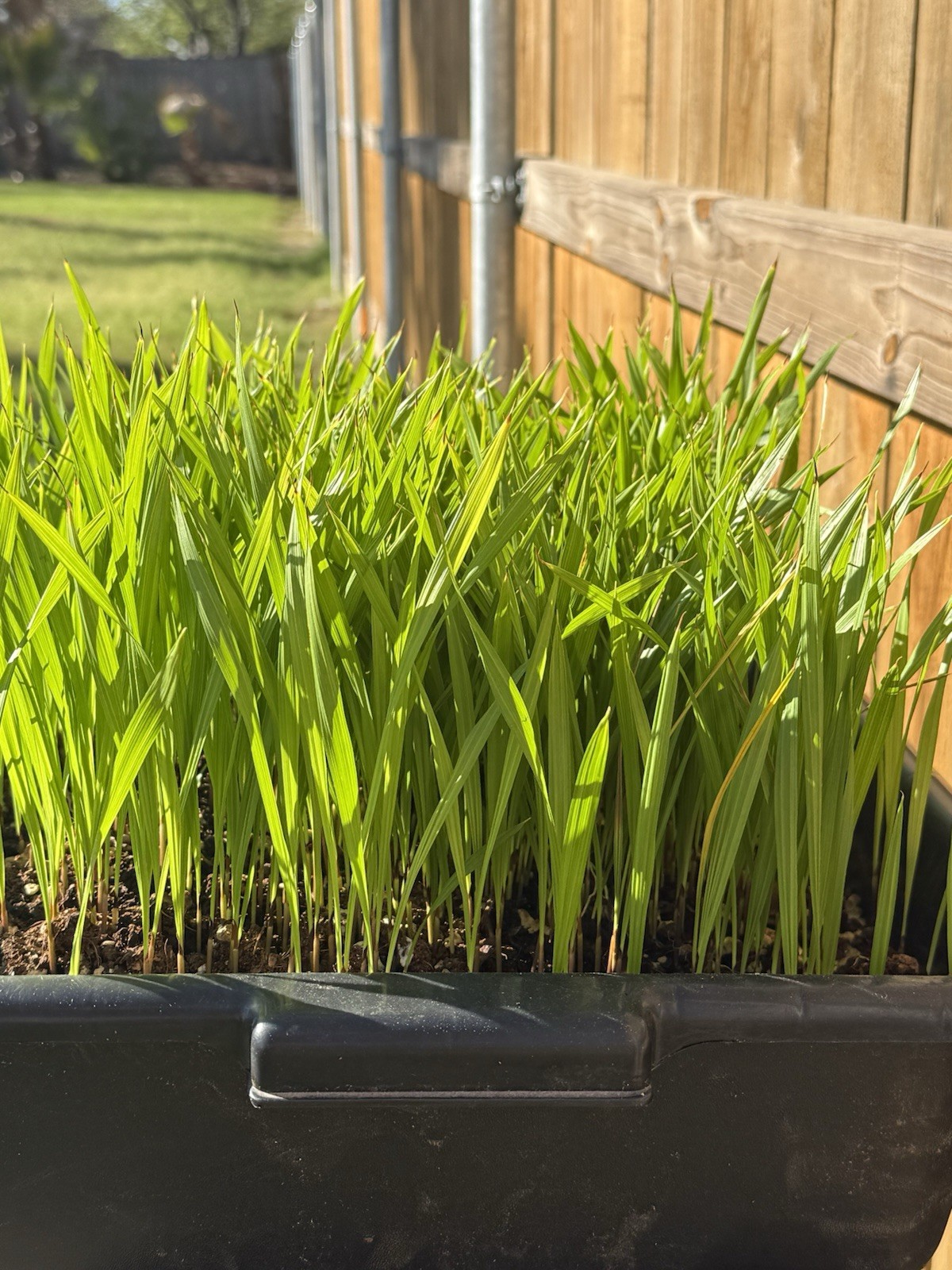 50 Mexican Fan Palm Tree Seedlings 5-8” Washingtonia Robusta