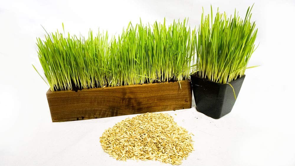 Organic Cat Grass Seed Mix – Wheat, Barley, Oats & Rye – Non-GMO + Bonus Toy (1