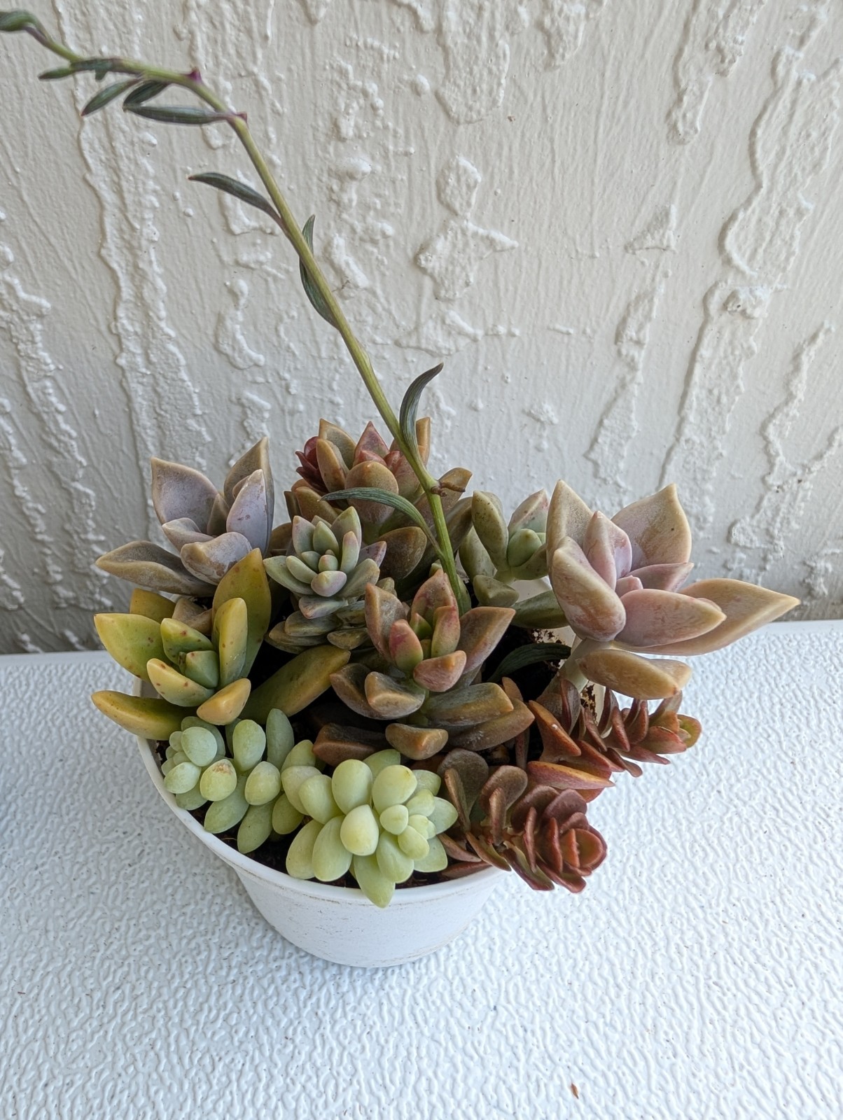 Echeveria Succulent Mix Arrangement Rooted 3″ Pot