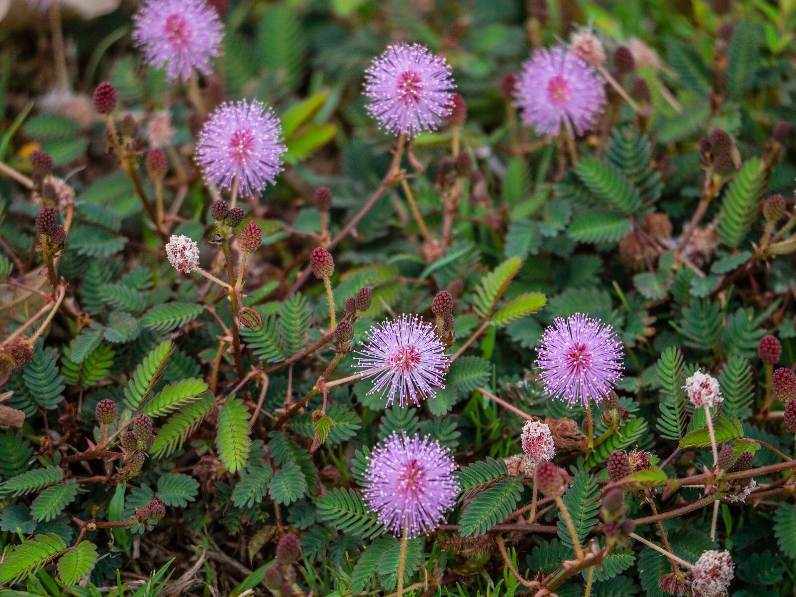 SENSITIVE PLANT Seeds BULK *FREE Shipping!* Mimosa pudica Herb Shy Plant Seeds