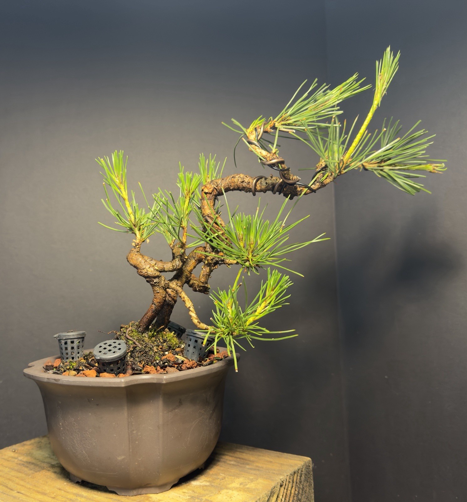 Bonsai Tree Japanese Black Pine Trained “Dragon” Style 11” Tall Plastic Grow Pot