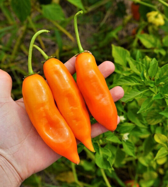Peruvian Aji Orange Pepper seeds (15) / ORGANIC / FLORIDA GROWN / RARE