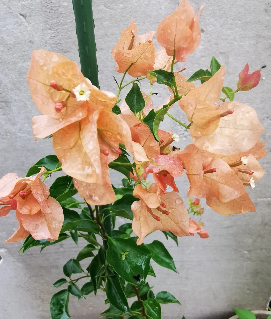 Bougainvillea ‘Mona Lisa Tea’ Live Plant 2 Gal Vine Easy Care tea beige nude