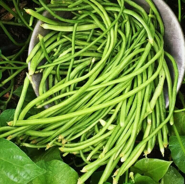 White Yard Long Bean Seeds |USA Chinese Green Beans Cowpea Fresh Asian Seed 2024