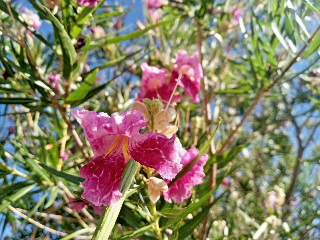 40+ DESERT WILLOW SEEDS Fresh AZ 2025 Purple Rose Orchid Drought Toler FREE SHIP