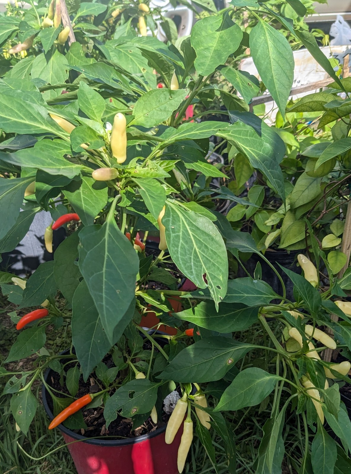 65 Thai White Chili Pepper/white Bullet Seeds – Ornamental & Edible