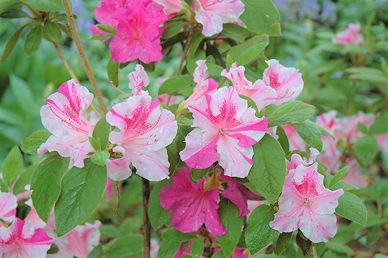 ~~ENCORE AUTUMN TWIST~~Azalea Deciduous Well Rooted STARTER Plant~~