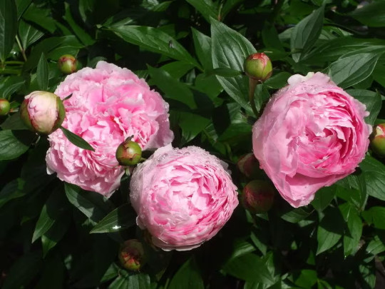 Sarah Bernhardt Bareroot Peony, 2-3 Eye, Great for Fall or Spring Planting!