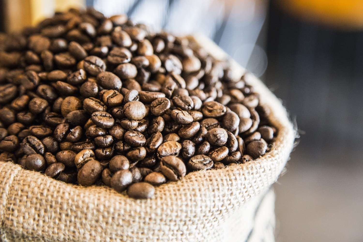 Ethiopian Harrar Queen City Coffee Bean Tree Seeds (25) / RARE
