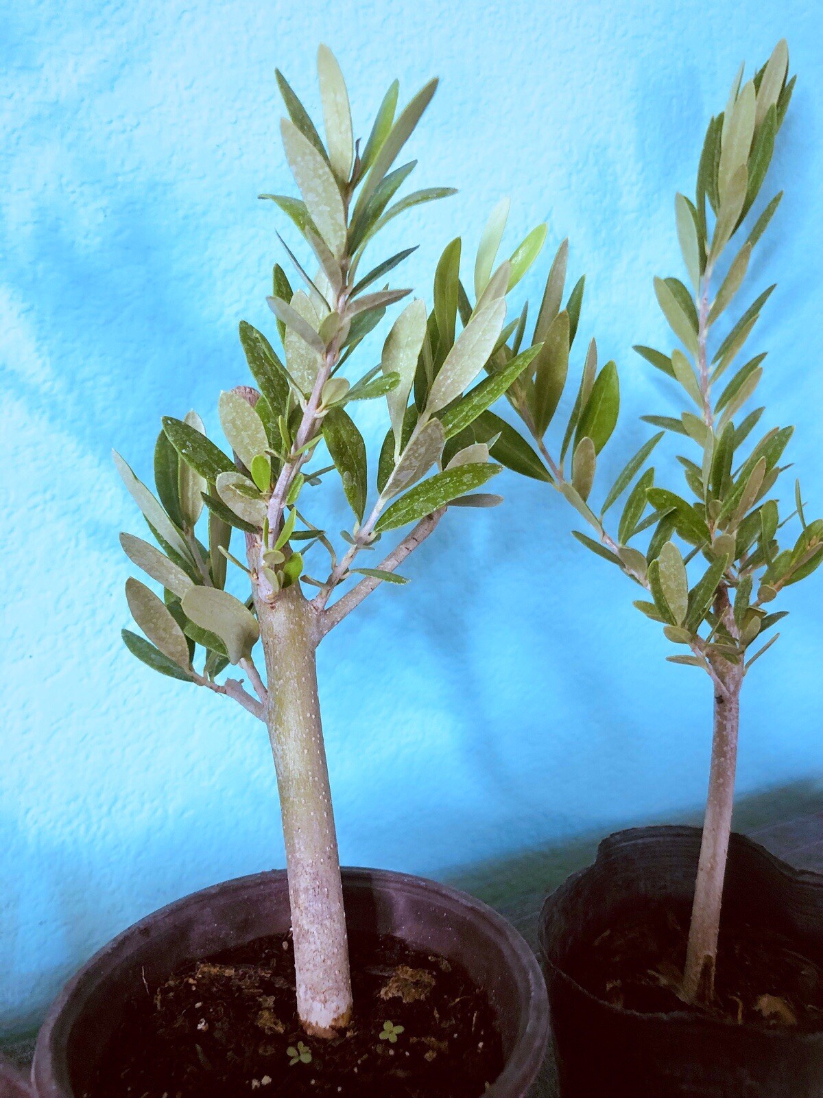 Olive Tree Live Plants Olea Europaea – 8 to 15in fully rooted cuttings