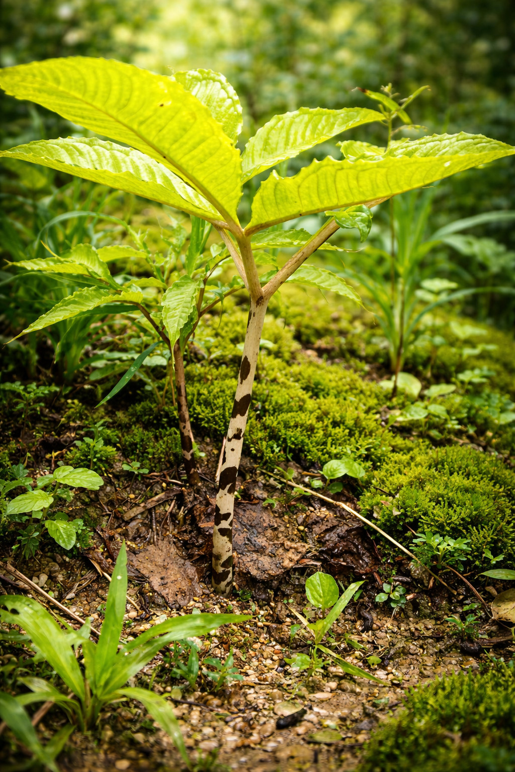 Amorphophallus maxwellii Bulb – Rare Tropical House Plant, Exotic Dark Foliage