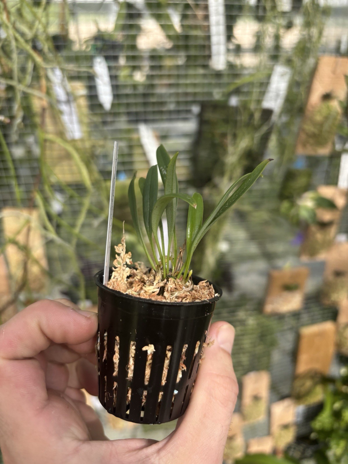 Masdevallia condorensis Rare Miniature Intermediate Orchid Species Bloom Size
