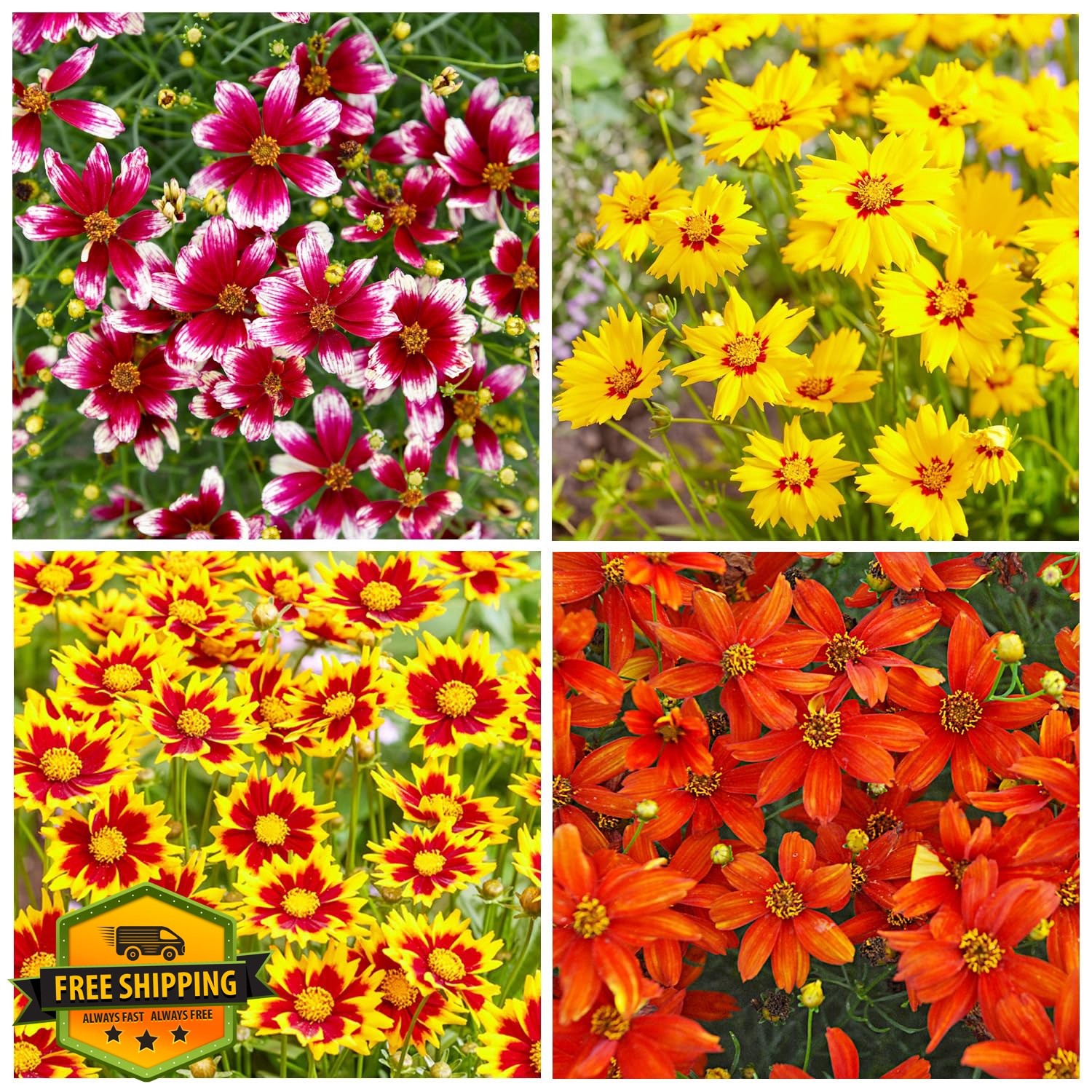 Carpet Creeping Dwarf Coreopsis Wild Flower Seeds