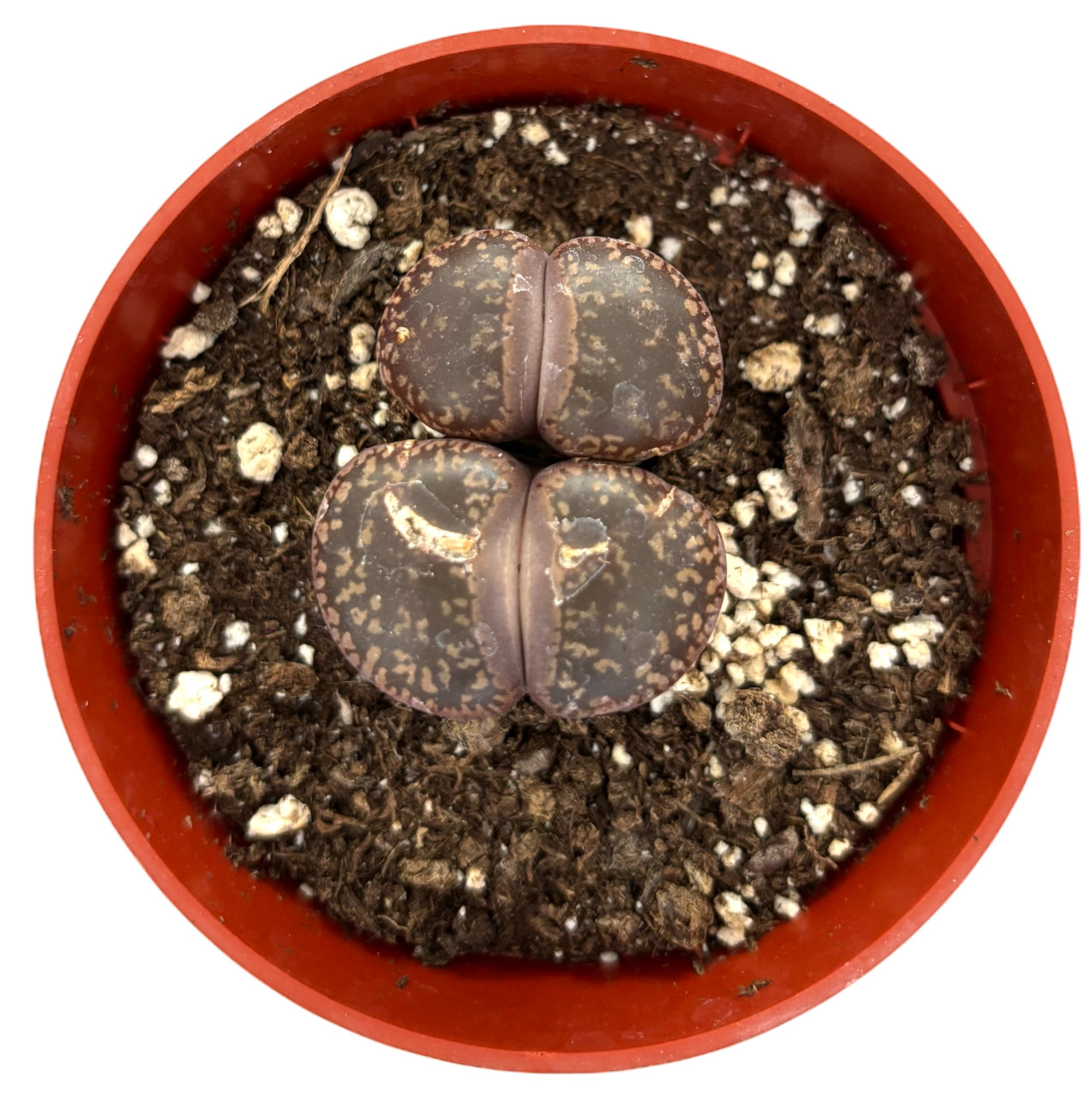Was $20 Now $10 Lithops Live Succulent Plant, Large 4″ Pot, Rare Living Stone
