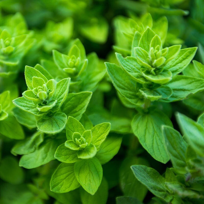 500+ ITALIAN OREGANO HERB SEEDS NON-GMO Free Shipping #51