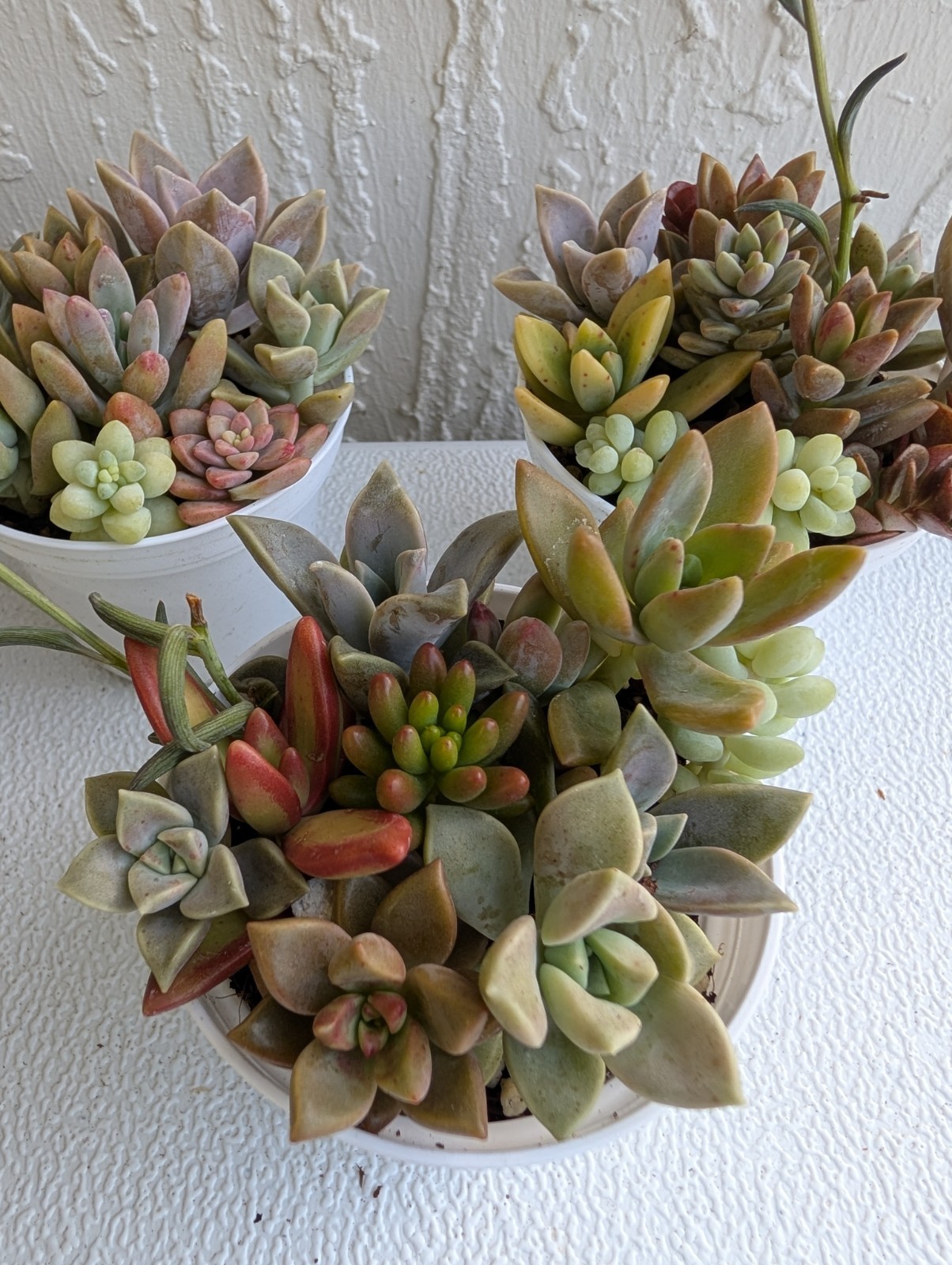 Echeveria Succulent Mix Arrangement Rooted 3″ Pot