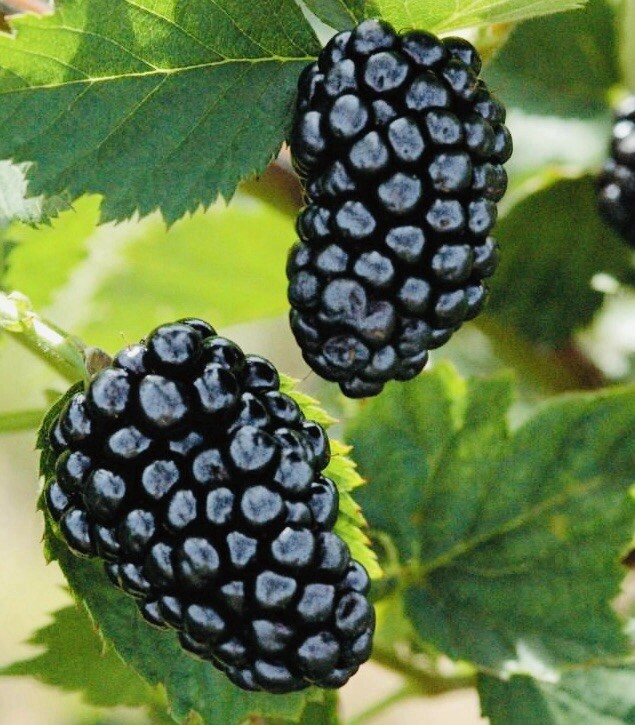 2 PACK 3” POT TASTY BLACKBERRY FRUIT READY 2 PLANT SWEET JUICY LIVE PLANT FRESH